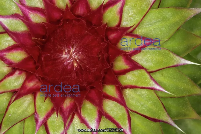 : Close-up pattern of Bull Thistle before : Close-up pattern of Bull Thistle before