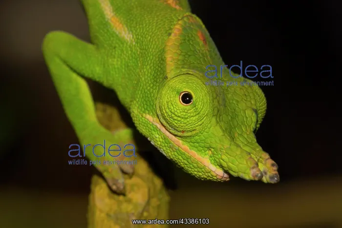  : Close-up of a petter's chameleon (Furcifer petteri)