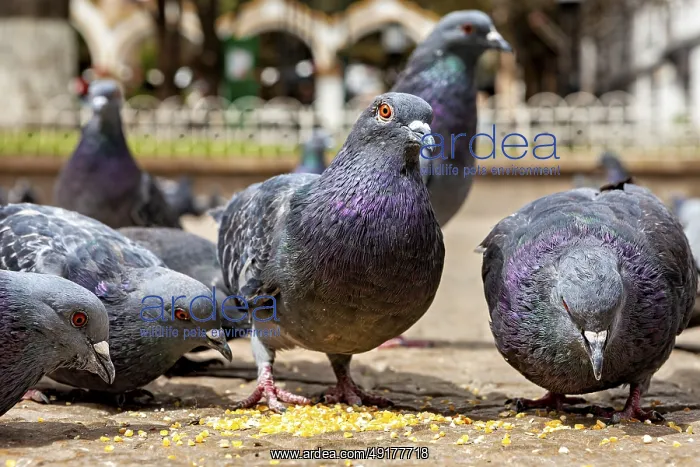 : Close-up of pigeons picking up seeds on a paved floor in an urban environment : Close-up of pigeons picking up seeds on a paved floor in an urban environment