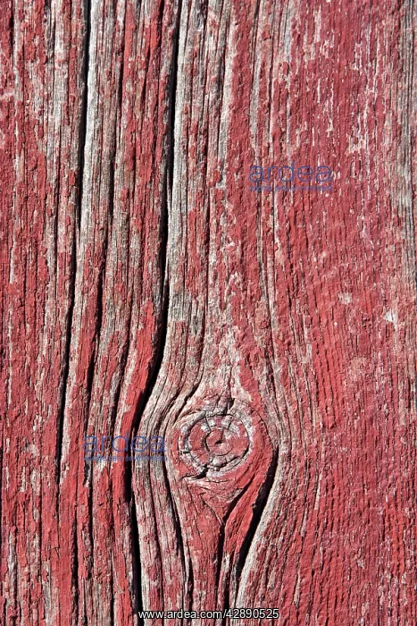 : Close-up of plank of wood with knot, showing the grain : Close-up of plank of wood with knot, showing the grain