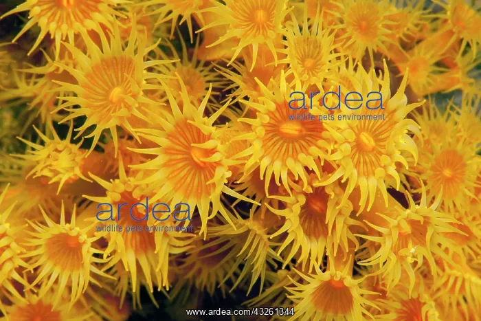 : Close-up of polyps of yellow cluster anemones (Parazoanthus : Close-up of polyps of yellow cluster anemones (Parazoanthus