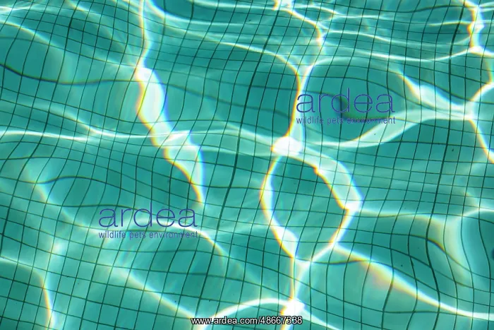 : Close-up for pool water : Close-up for pool water
