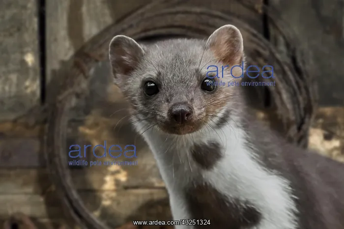 : Close-up portrait of beech marten (Martes foina) : Close-up portrait of beech marten (Martes foina)