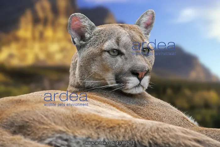  : Close-up portrait of cougar, puma, mountain lion