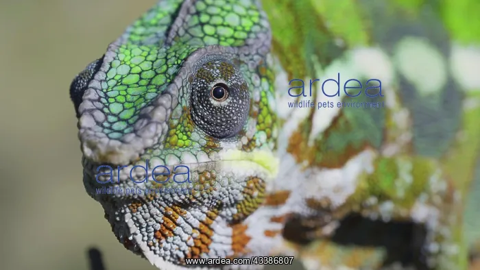 : Close-up portrait of curious chameleon looks at : Close-up portrait of curious chameleon looks at