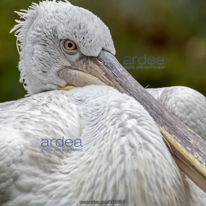 : Close-up portrait of Dalmatian pelican (Pelecanu : Close-up portrait of Dalmatian pelican (Pelecanu