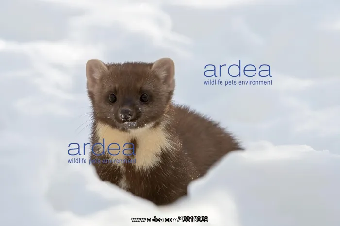 : Close-up portrait of the European pine marten (Martes : Close-up portrait of the European pine marten (Martes