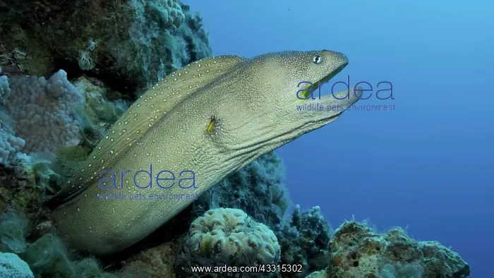 : Close-up portrait of Moray with open mouth peeks : Close-up portrait of Moray with open mouth peeks