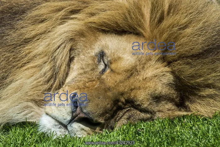 : Close-up portrait of sleeping male African lion : Close-up portrait of sleeping male African lion