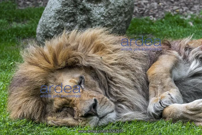 : Close-up portrait of sleeping male African lion : Close-up portrait of sleeping male African lion