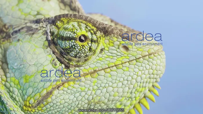  : Close-up portrait of Veiled chameleon (Chamaeleo