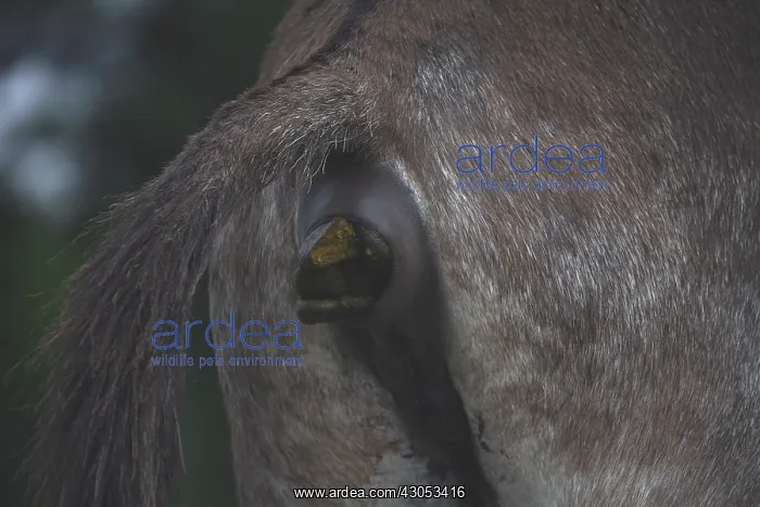 : Close-up of the posterior of an Ass being defecate : Close-up of the posterior of an Ass being defecate