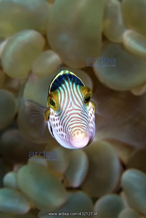: Front close-up of pufferfish (Tetraodontidae) : Front close-up of pufferfish (Tetraodontidae)