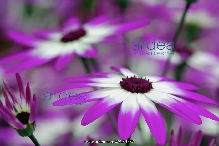 : Close-up of purple flower, Keukenhof Garden : Close-up of purple flower, Keukenhof Garden