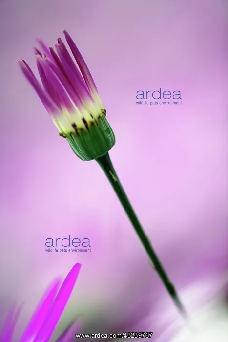 : Close-up of purple flower, Keukenhof Garden : Close-up of purple flower, Keukenhof Garden