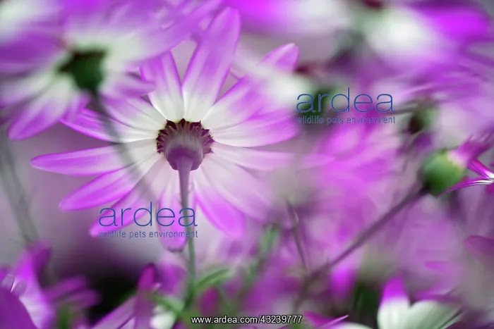 : Close-up of purple flower, Keukenhof Garden : Close-up of purple flower, Keukenhof Garden