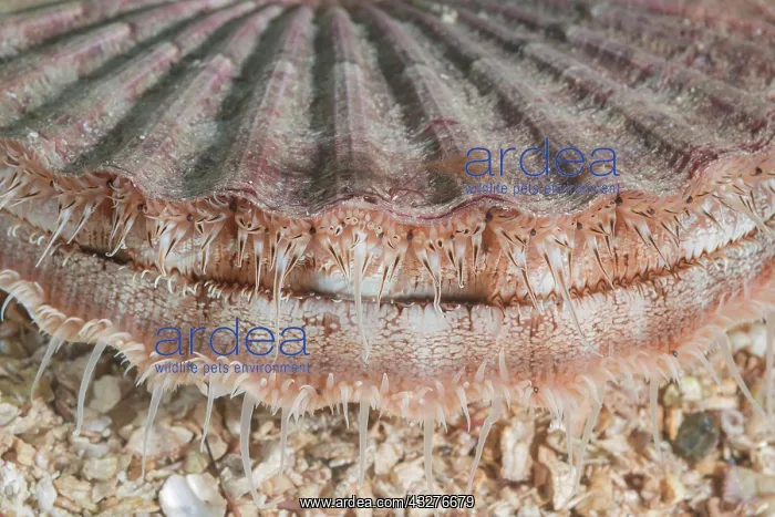  : Close-up of Queen scallop or Manx Queenie (Aequipecten