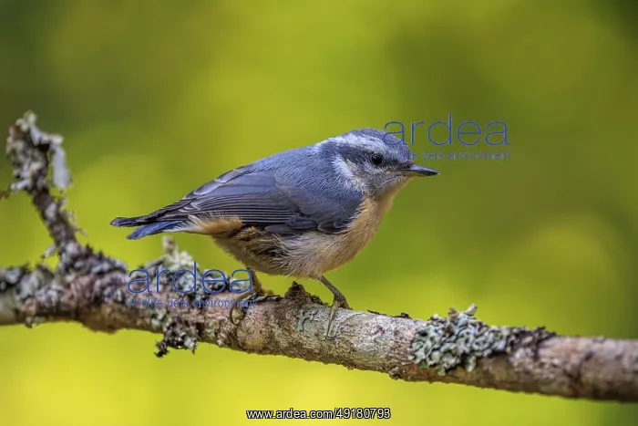  : Close-up of a Red-breasted Nuthatch (Sitta canadensis) perched on a lichen-covered branch with a soft green background