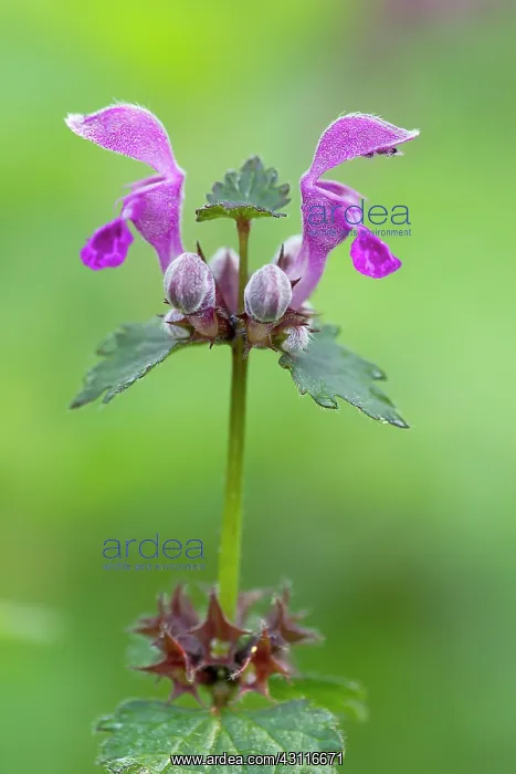 : Close-up of a Red deadnettle (Lamium purpureum) : Close-up of a Red deadnettle (Lamium purpureum)