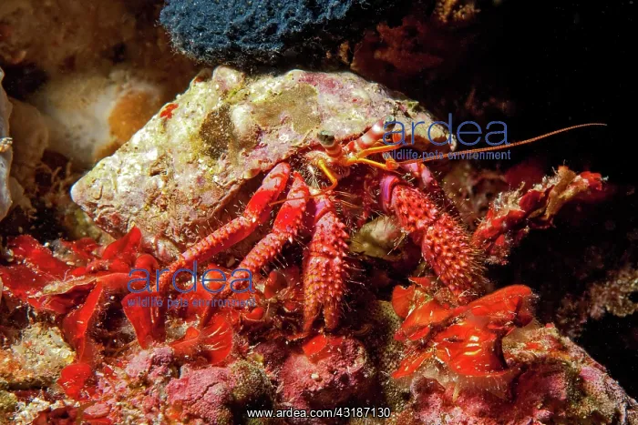 : Close-up of red hermit crab (Dardanus calidus) : Close-up of red hermit crab (Dardanus calidus)