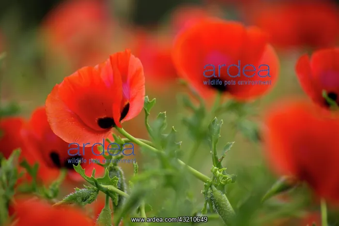 : Close-up of Red Poppies in fields Central : Close-up of Red Poppies in fields Central