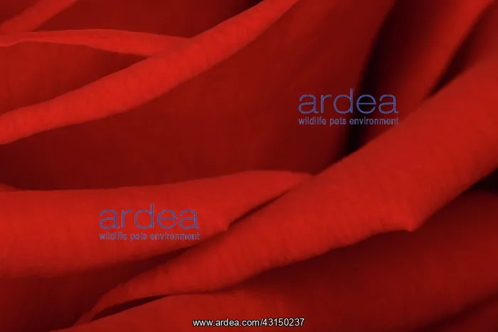 : Rose. Close-up of a red Rose (Rosa sp), The Netherlands : Rose. Close-up of a red Rose (Rosa sp), The Netherlands