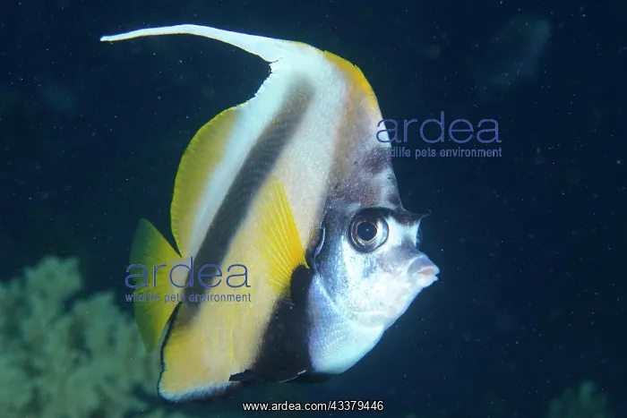 : Close-up of red sea bannerfish (Heniochus intermedius) : Close-up of red sea bannerfish (Heniochus intermedius)