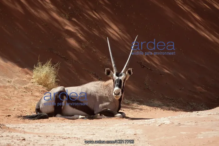 : Close-up of resting Oryx (Oryx gazella) : Close-up of resting Oryx (Oryx gazella)