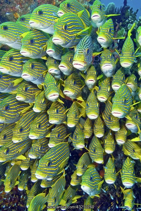 : Close-up of schooling sweetlip fish (Plectorhinchus) : Close-up of schooling sweetlip fish (Plectorhinchus)