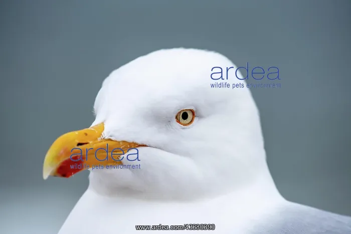 : Close-up of a seagull : Close-up of a seagull