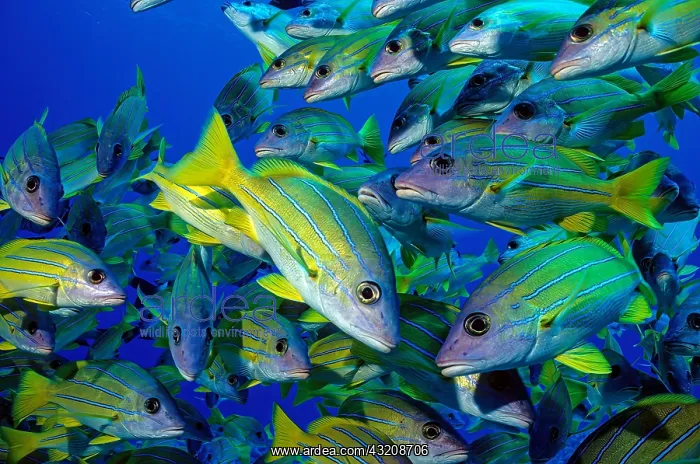 : Close-up of shoal of bluestripe snapper (Lutjanus : Close-up of shoal of bluestripe snapper (Lutjanus