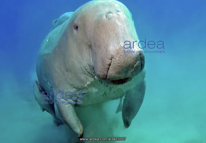 : Close-up shot of manatee Fork-tailed manatee (Dugong d : Close-up shot of manatee Fork-tailed manatee (Dugong d