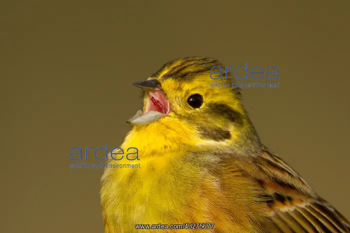 : Close-up of a singing Yellowhammer (Emberiza ci : Close-up of a singing Yellowhammer (Emberiza ci