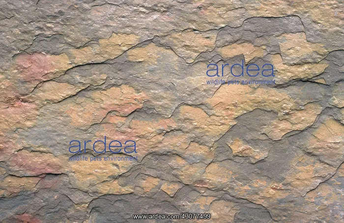 : Slate. Close-up of slate, a metamorphic rock : Slate. Close-up of slate, a metamorphic rock