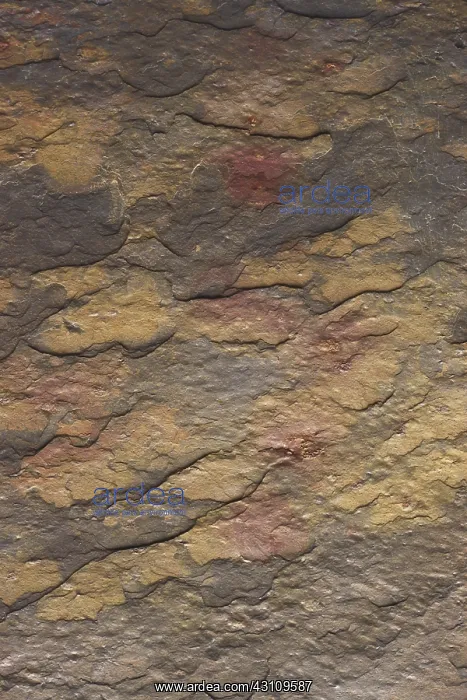 : Slate. Close-up of slate, a metamorphic rock : Slate. Close-up of slate, a metamorphic rock