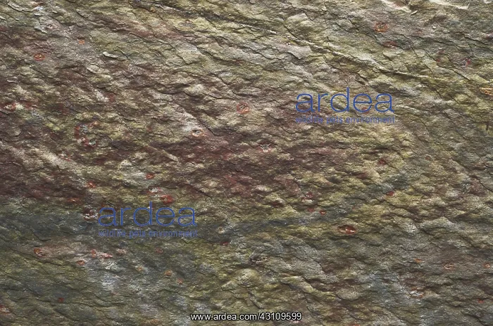 : Slate. Close-up of slate, a metamorphic rock : Slate. Close-up of slate, a metamorphic rock