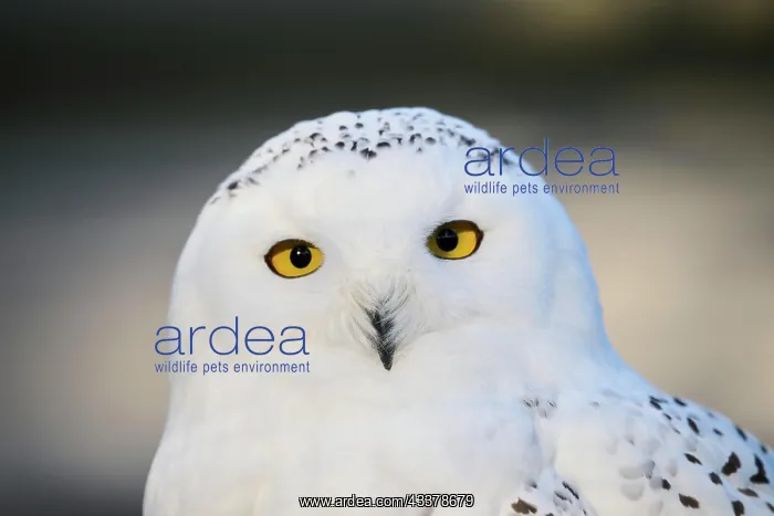 : Close-up of a Snowy owl (Bubo scandiacus), captive : Close-up of a Snowy owl (Bubo scandiacus), captive