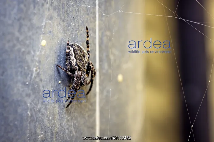 : Close-up of a spider on a wall : Close-up of a spider on a wall