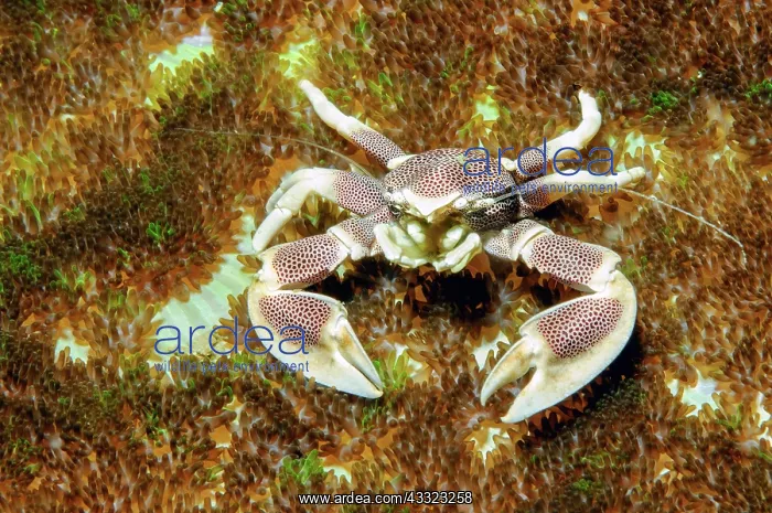 : Close-up of spotted porcelain crab (Neopetrolisthes : Close-up of spotted porcelain crab (Neopetrolisthes