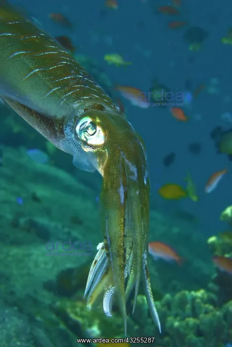 : Close-up of a squid, Lembata Island, Indonesia : Close-up of a squid, Lembata Island, Indonesia