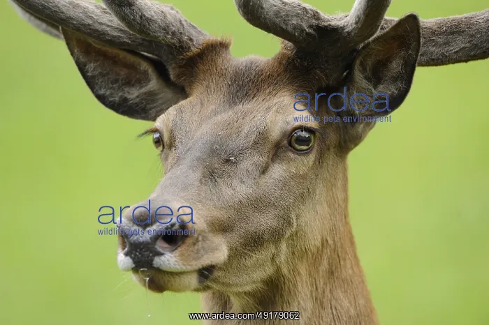 : Close-up of a stag's head with magnificent antlers against a green background : Close-up of a stag's head with magnificent antlers against a green background