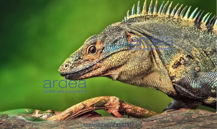 : Close-up of a striped iguana, Iguana Striped Fiji : Close-up of a striped iguana, Iguana Striped Fiji