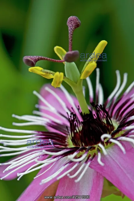 : Close-up study of Passion flower head : Close-up study of Passion flower head