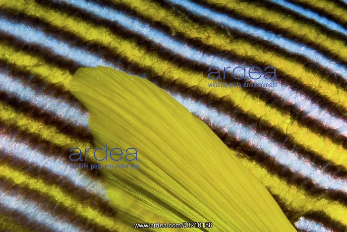  : Close-up of sweetlip (Plectorhinchus) fin
