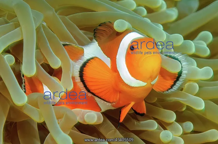 : Close-up symbiotic behaviour of anemonefish ocellaris c : Close-up symbiotic behaviour of anemonefish ocellaris c