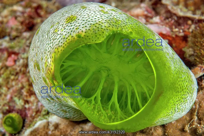 : Close-up of the Tall Urn Ascidian (Didemnum molle) : Close-up of the Tall Urn Ascidian (Didemnum molle)