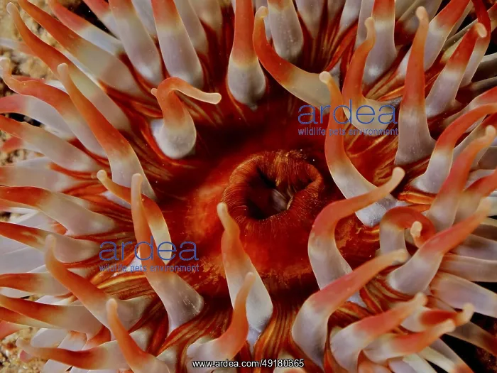 : Close-up of tentacles of a red-orange sea anemone : Close-up of tentacles of a red-orange sea anemone