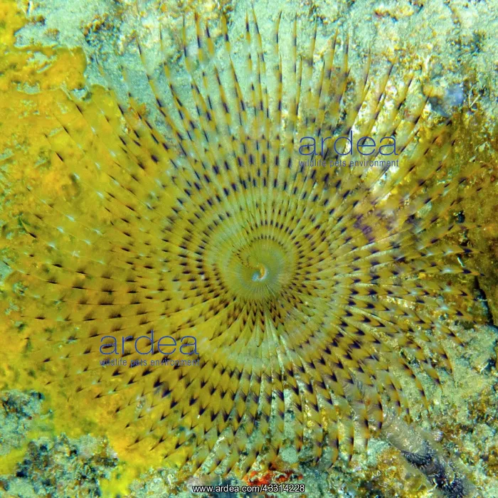 : Close-up of tentacles of tubeworm mediterranean : Close-up of tentacles of tubeworm mediterranean