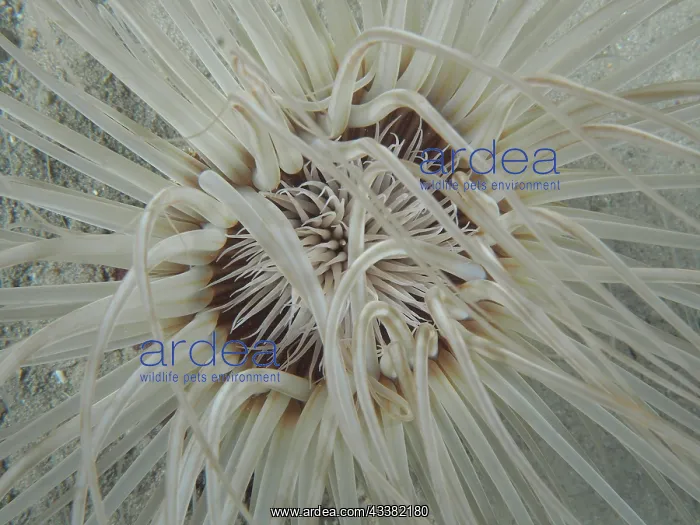 : Close-up of tube-dwelling anemone (Cerianthus) from : Close-up of tube-dwelling anemone (Cerianthus) from