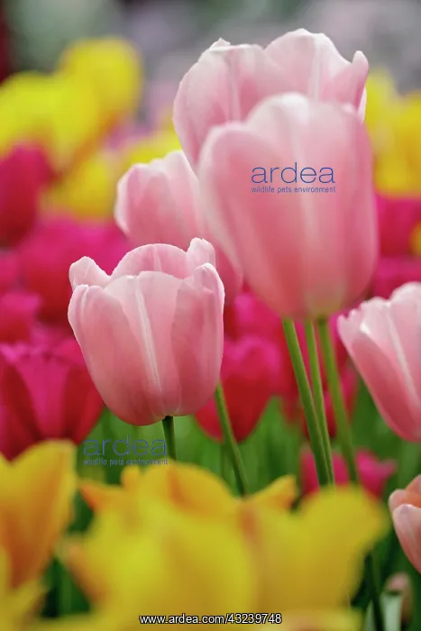 : Close-up of tulip flower, Kuekenhof Gardens : Close-up of tulip flower, Kuekenhof Gardens